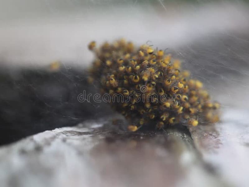Colonies of spiders stock footage. Video of crawly, brown 54515022