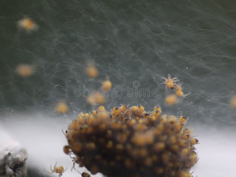 Spiders Stock Footage & Videos 1,865 Stock Videos