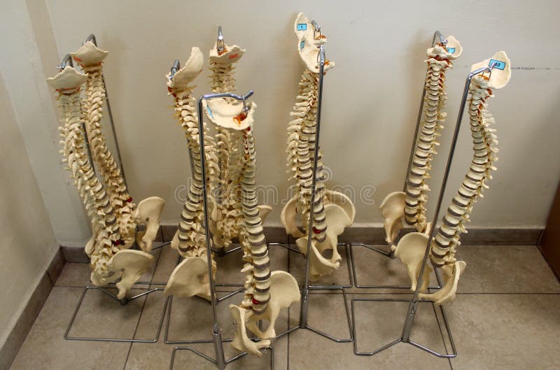 Colonne vertebrali di plastica della prova di chiroterapia immagine stock Colonne vertebrali di plastica della prova di chiroterapia immagine stock