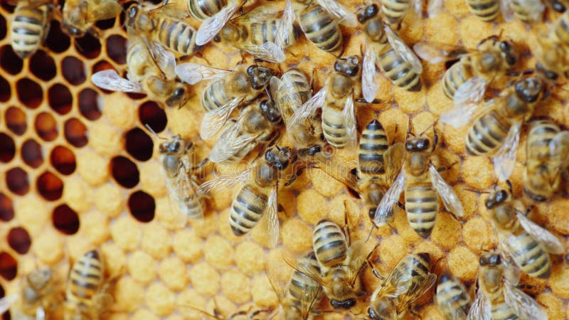 Colony of bees working in a hive