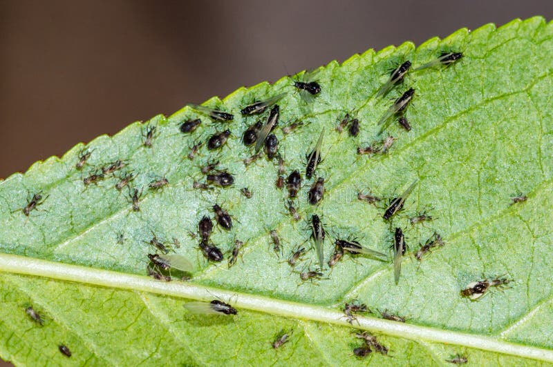 Black Aphids Cherry Colony on Curled Leaves on Sweet Cherry Tree Caused