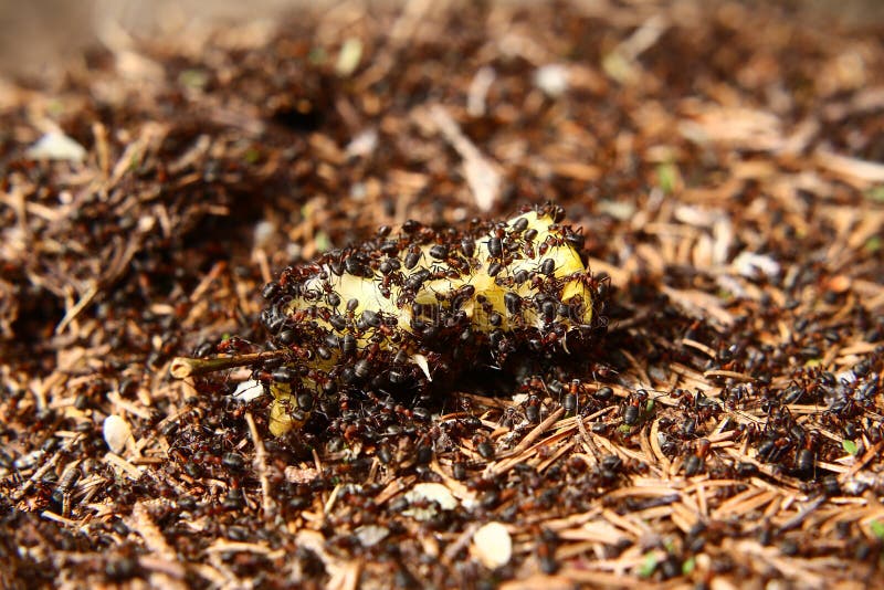 Colony of Forest Ants Eating an Apple Core Stock Photo Image of pest