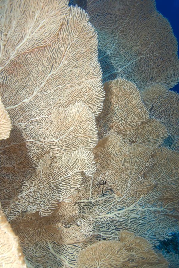 A Colony of Giant sea fans