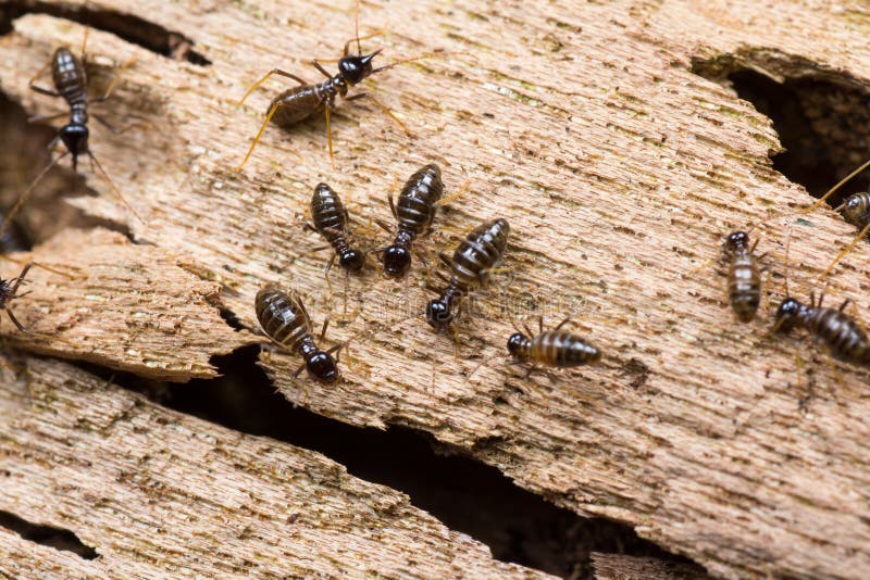 download free grounded termite download free grounded termite