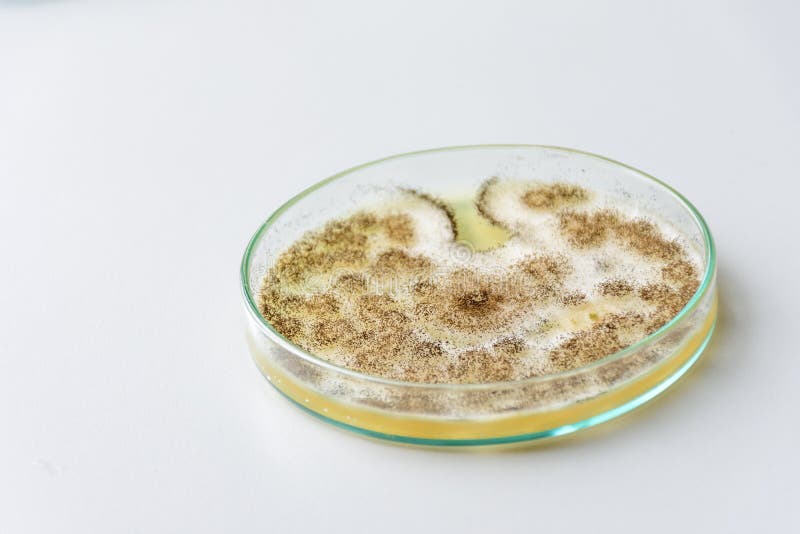 Colony of a mold (Aspergillus niger) stock photography