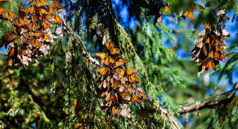 Colonia de mariposas sobre pino en, reservar de.