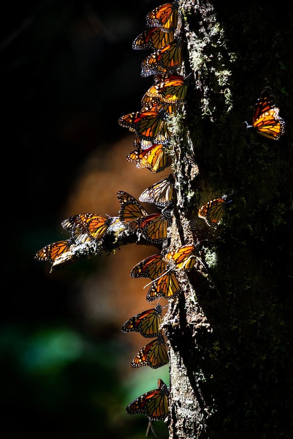 Colonia de mariposas sobre pino maleta en, reservar de.