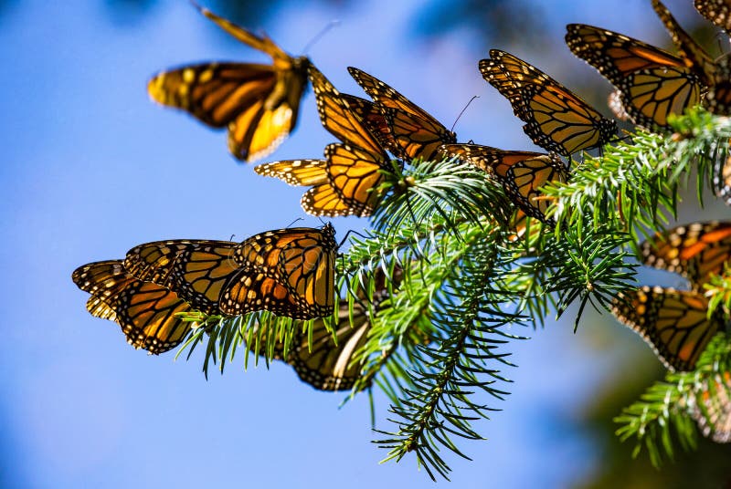 Colonia de mariposas Ellos son sobre pino en.