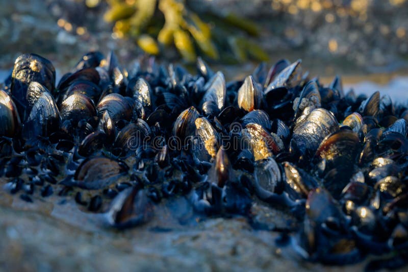 Colony of mussels edible bivalve molluscs on underwater rocks visible during low tide on sandy Magoito beach, Portugal, Lisbon area. Bivalve shell stock images, royalty-free photos and pictures