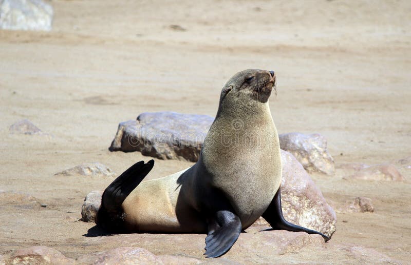 Colony of seals at Cape Cross Reserve, Atlantic Ocean coast