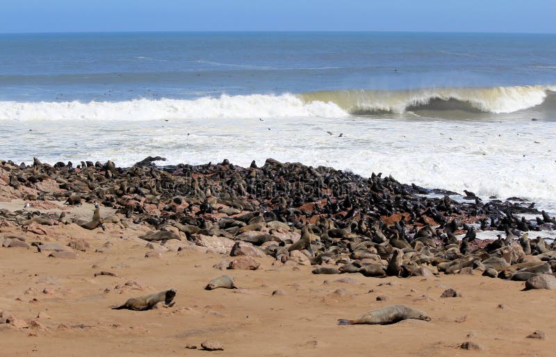 Colony of seals at Cape Cross Reserve, Namibia