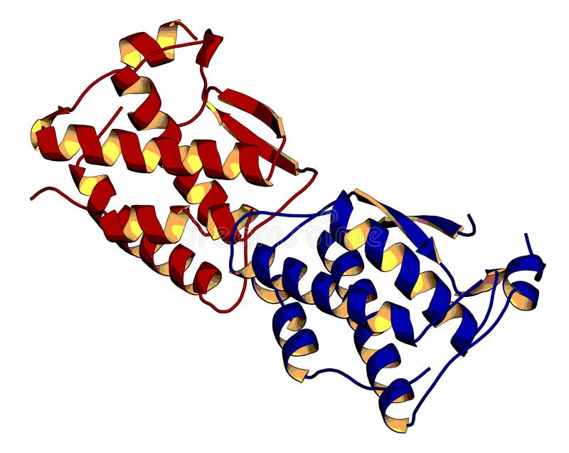 Colony stimulating factor 1 CSF-1, M-CSF. Also known as macrophage colony stimulating factor. 3D rendering, cartoon. stock illustration
