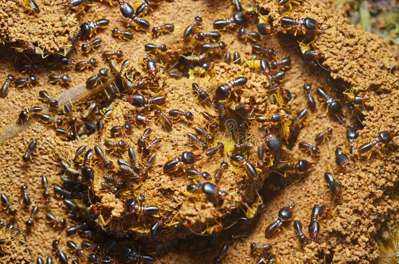 Colony of Termite at Ground Stock Image Image of termite, close