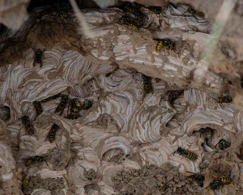Colony of wasps in a nest stock photo. Image of nest 229361102