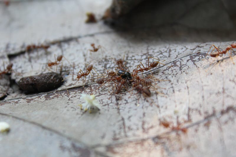 A Colony of Weaver Ants Swarming Around Dead Insects Stock Image