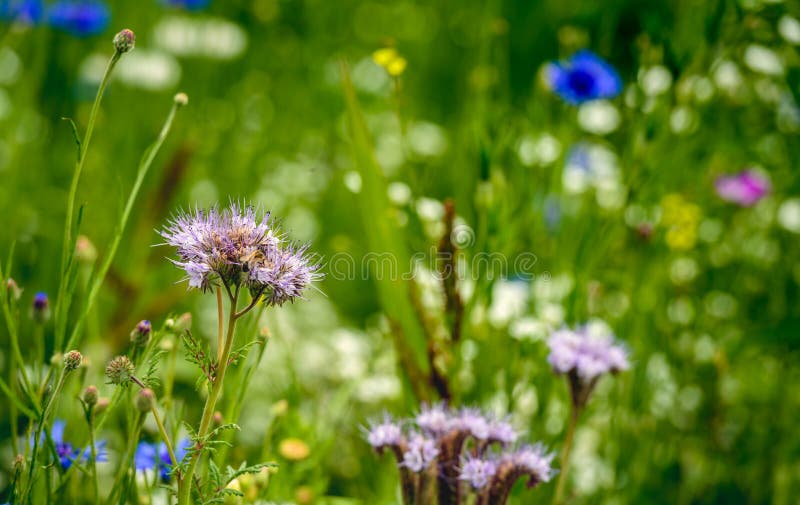 Ecologic field edge in the Netherlands from close with wild plants and flowers such as cornflowers, grasses and lacy phacelia. The purpose of it is to support the conservation of biodiversity. Ecologic field edge in the Netherlands from close with wild plants and flowers such as cornflowers, grasses and lacy phacelia. The purpose of it is to support the conservation of biodiversity.