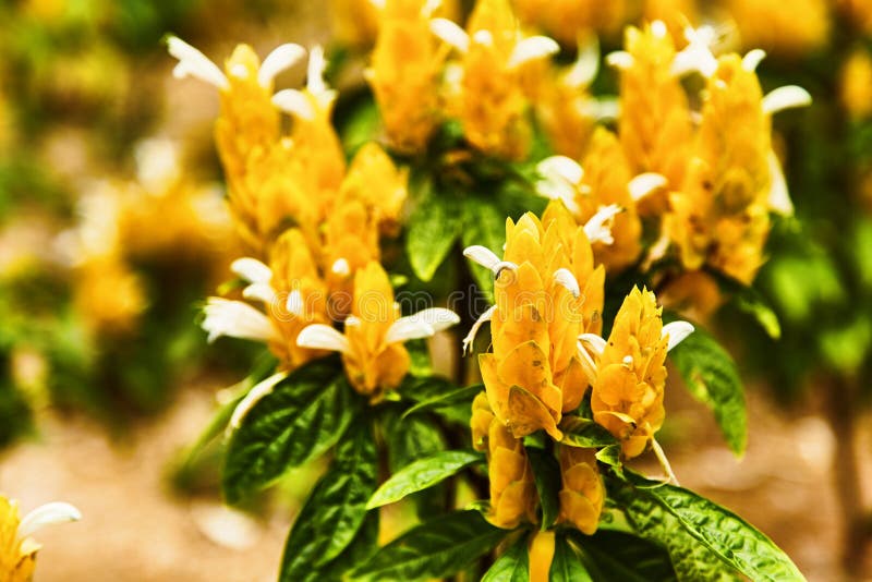 Color amarillo de la pequeña flor tropical delicada imágenes de archivo libres de regalías Color amarillo de la pequeña flor tropical delicada imágenes de archivo libres de regalías