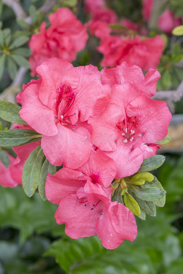 Color Azalea Flor Rojo. Azaleas Violeta Con Flores En El Jardín De  Invierno. Imagen De Cierre Horizontal De Rododendrón. Temporada Foto de  archivo - Imagen de verde, frescura: 175698422