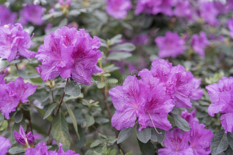 Color Azalea Flor Violeta Radiante. Azaleas Violeta Con Flores En El Jardín  De Invierno. Imagen De Cierre Horizontal De Rododendró Foto de archivo -  Imagen de macro, brillante: 175698156