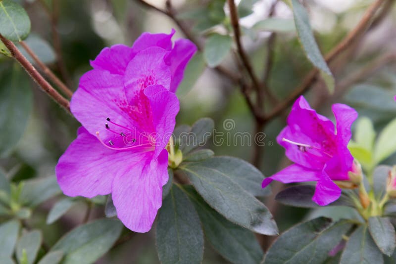 Color Azalea Flor Violeta Radiante. Azaleas Violeta Con Flores En El Jardín  De Invierno. Imagen De Cierre Horizontal De Rododendró Foto de archivo -  Imagen de estacional, brillante: 176604198