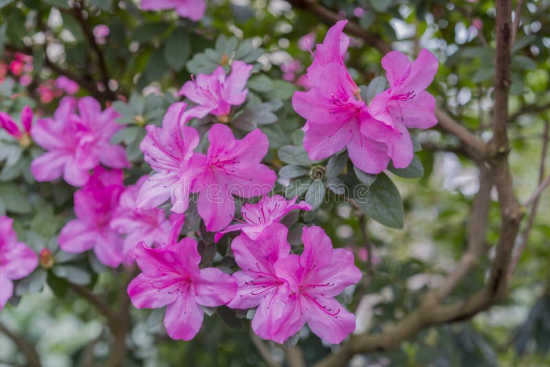 Azaleas Violetas En El Invernadero Imagen de archivo - Imagen de  floraciones, azaleas: 111349281