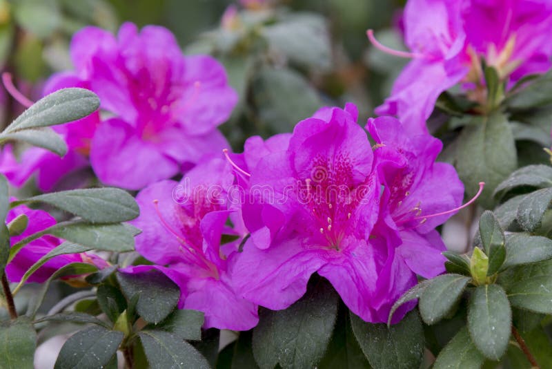 Azaleas Violetas En El Invernadero Imagen de archivo - Imagen de  floraciones, azaleas: 111349281