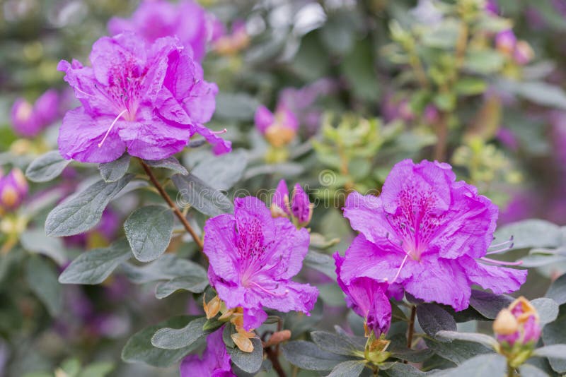 Color Azalea Flor Rojo. Azaleas Violeta Con Flores En El Jardín De  Invierno. Imagen De Cierre Horizontal De Rododendrón. Temporada Foto de  archivo - Imagen de verde, frescura: 175698422