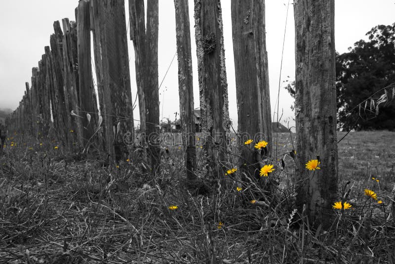 Black and white photograph with color, of a post styled fence leading to the entry into Fort Ross, California. Yellow dandelions in the foreground capture the viewers attention. Black and white photograph with color, of a post styled fence leading to the entry into Fort Ross, California. Yellow dandelions in the foreground capture the viewers attention.