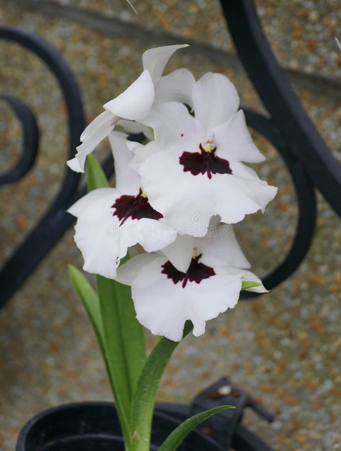 Color Blanco Y Morado Oscuro De La Flor Orquídea Miltoniopsis Imagen de  archivo - Imagen de oscuro, flor: 198367077