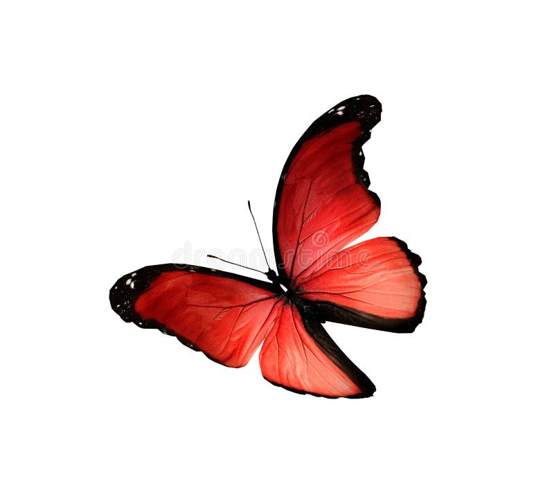 Color Butterfly , Isolated on White Stock Illustration Illustration