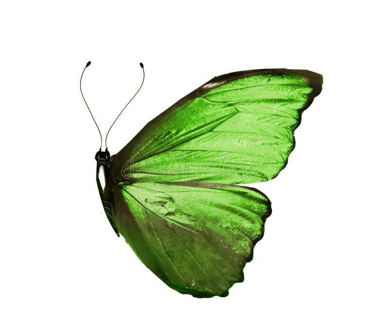 Color Butterfly , Isolated on White Stock Photo Image of letter