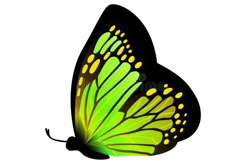 Color butterfly , isolated on white background. Illustration design