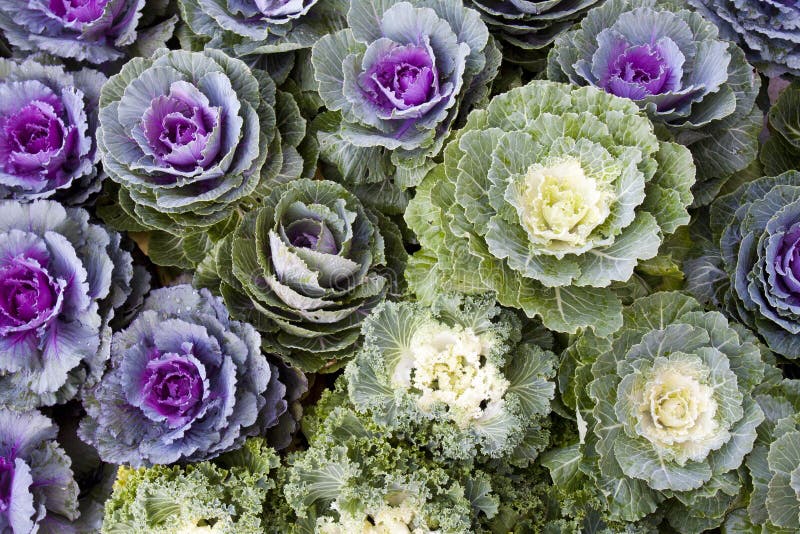 Color cabbages