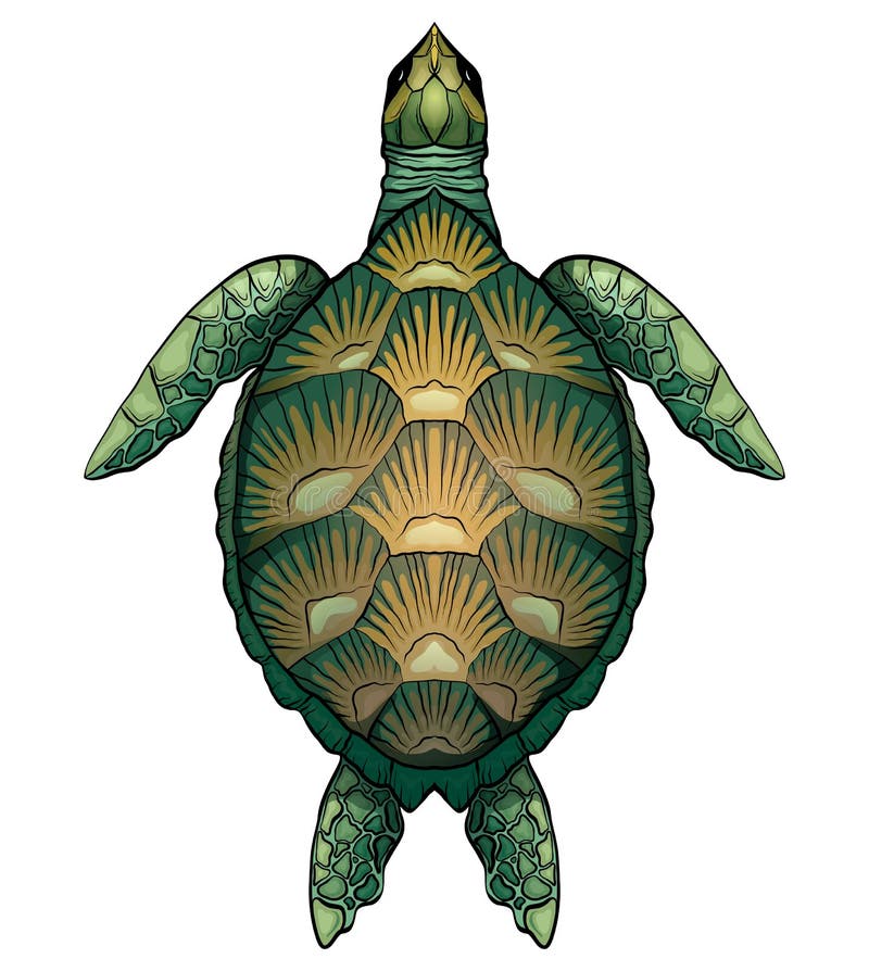 Color cartoon illustration of green turtle. The object is separate from the background. vector illustration