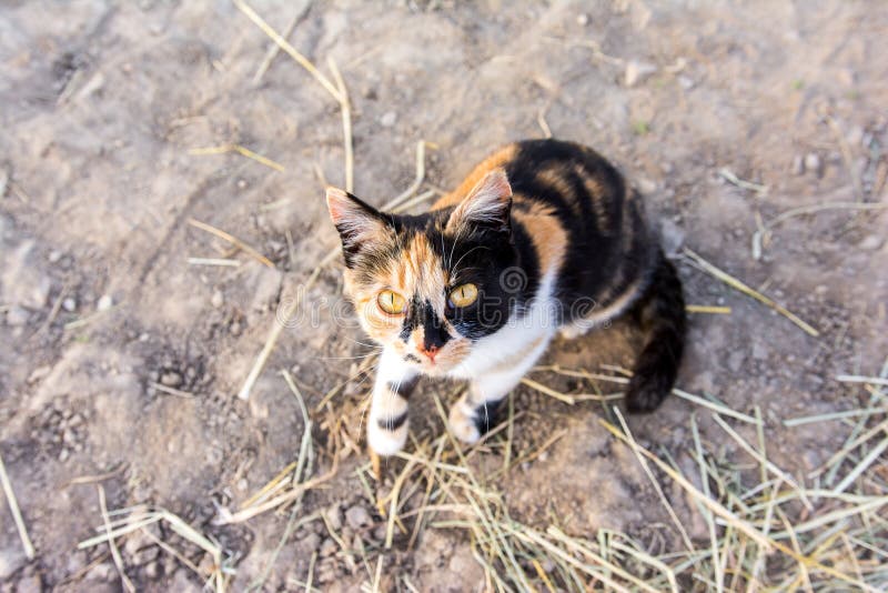 Color Cat Looking at the Street. Stock Photo Image of lonely