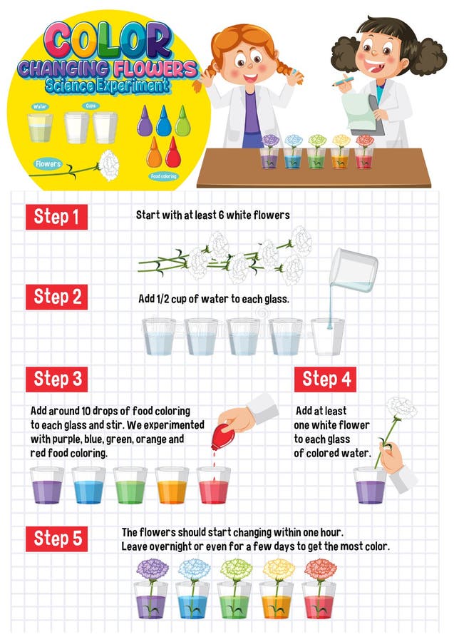 Color Changing Flowers Science Experiment Stock Vector Illustration