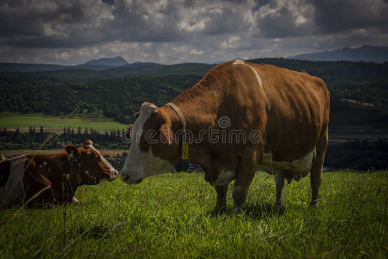 Color cow on green grass in Slovakia mountains