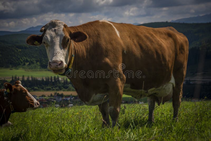Color cow on green grass in Slovakia mountains