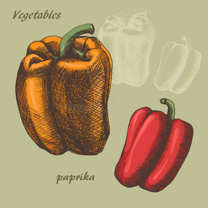 Color de la paprika ilustración del vector. Ilustración de vector