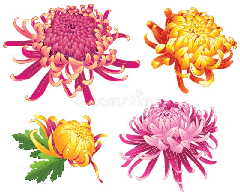 Color de los flores de la flor del crisantemo libre illustration Color de los flores de la flor del crisantemo libre illustration