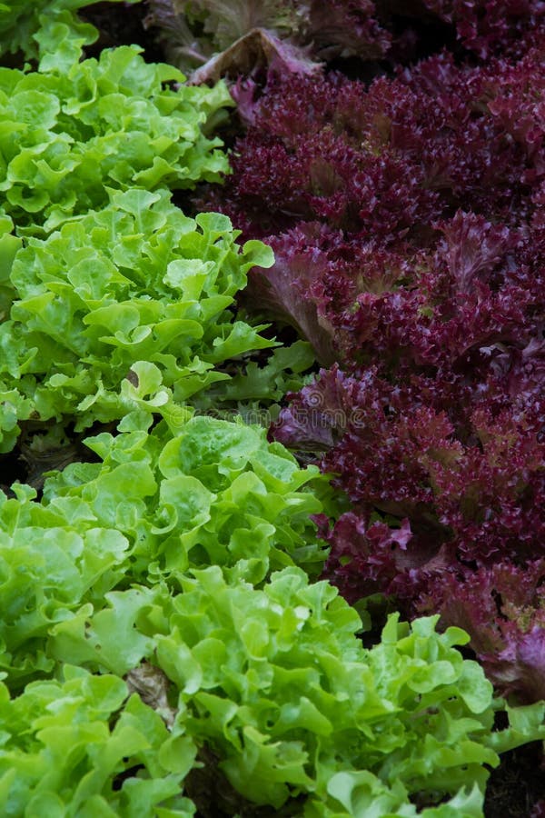 Color Difference,salad Color Stock Image Image of flowers, vegetable