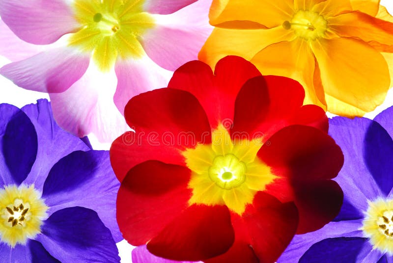 Color flowers