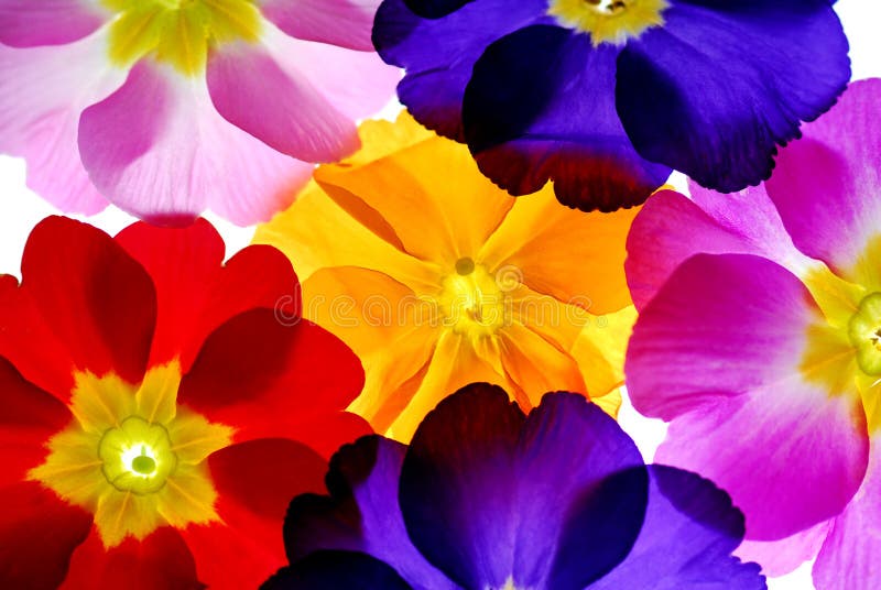 Color flowers