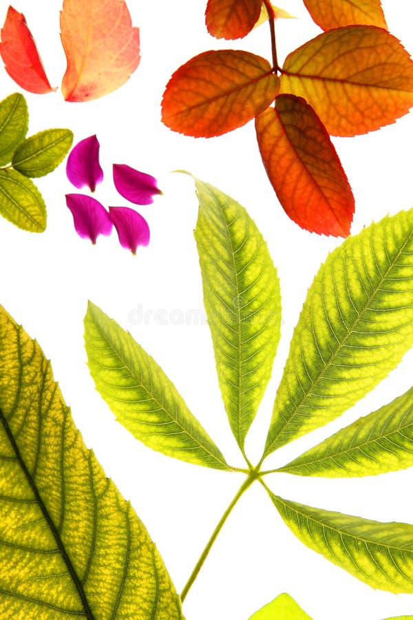 Color Flowers, Leaves, Petals, Isolated White Back Stock Photo Image