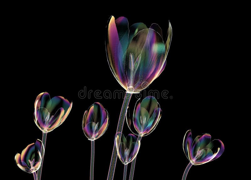 Color glass flower isolated on black , the crocus stock illustration
