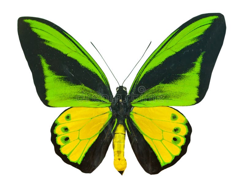 Color hermoso volando mariposa, aislado en blanco foto de archivo libre de regalías Color hermoso volando mariposa, aislado en blanco foto de archivo libre de regalías
