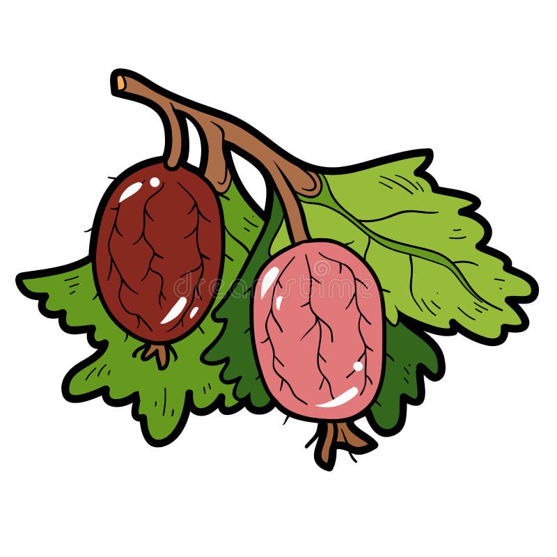 Color Image, Cartoon Berry, Gooseberries Stock Vector Illustration of