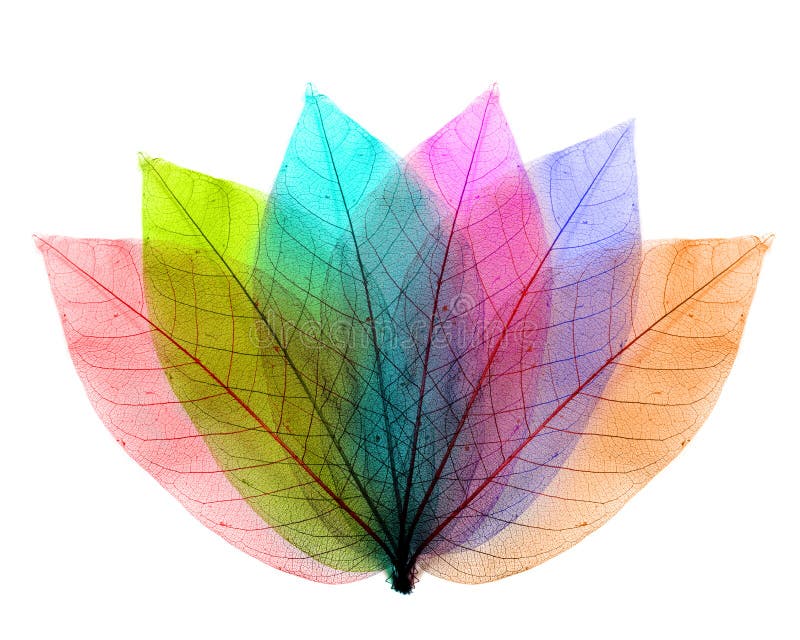 Color leaves abstract shape