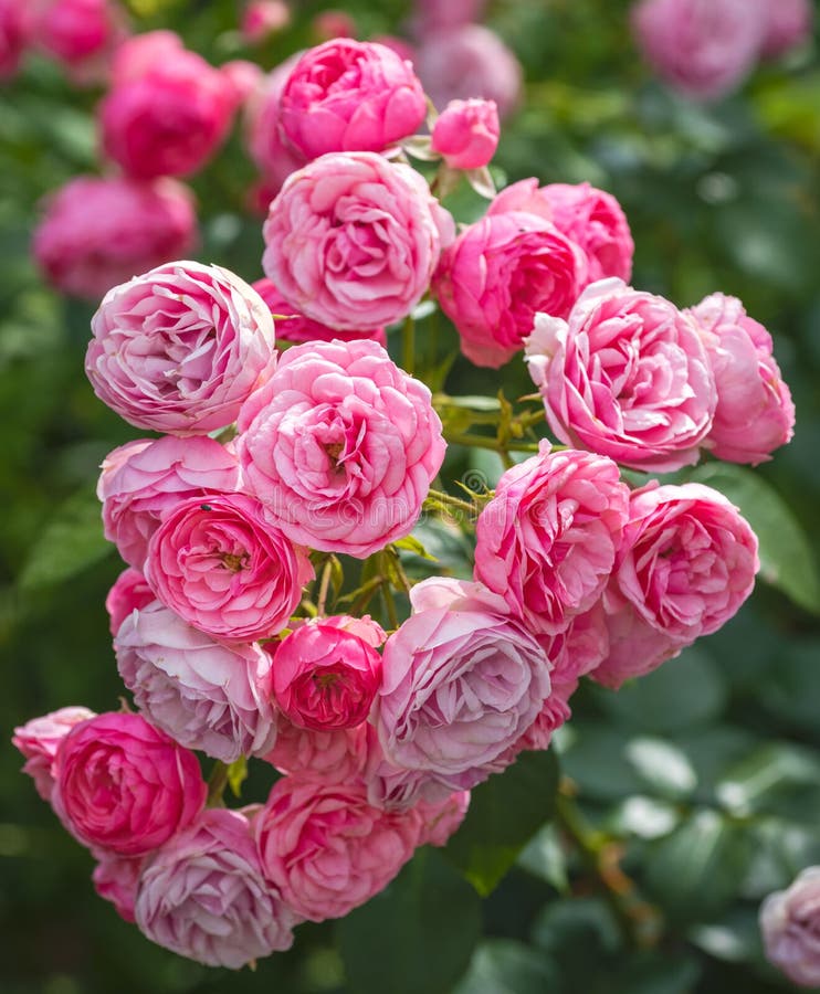 Outdoor Lush Bunch of Red Pink Roses on a Bush/shrub with Green Leaves ...