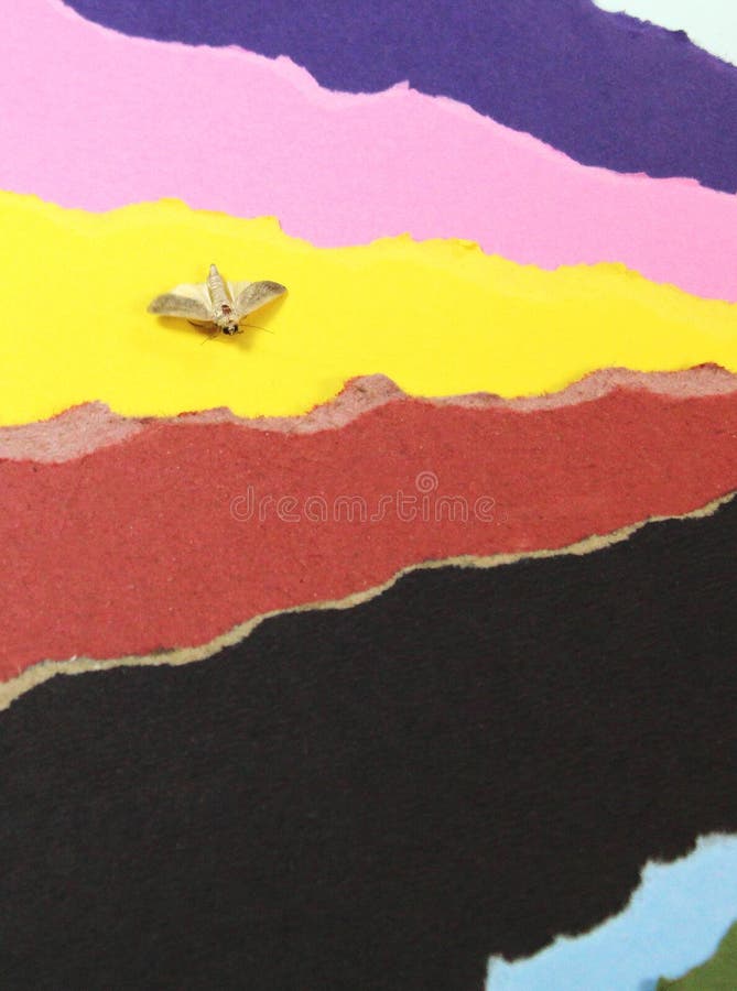 Color papers background with insect royalty free stock image
